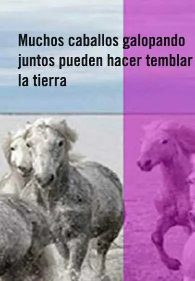 Cartel de Muchos caballos galopando juntos pueden hacer temblar la tierra